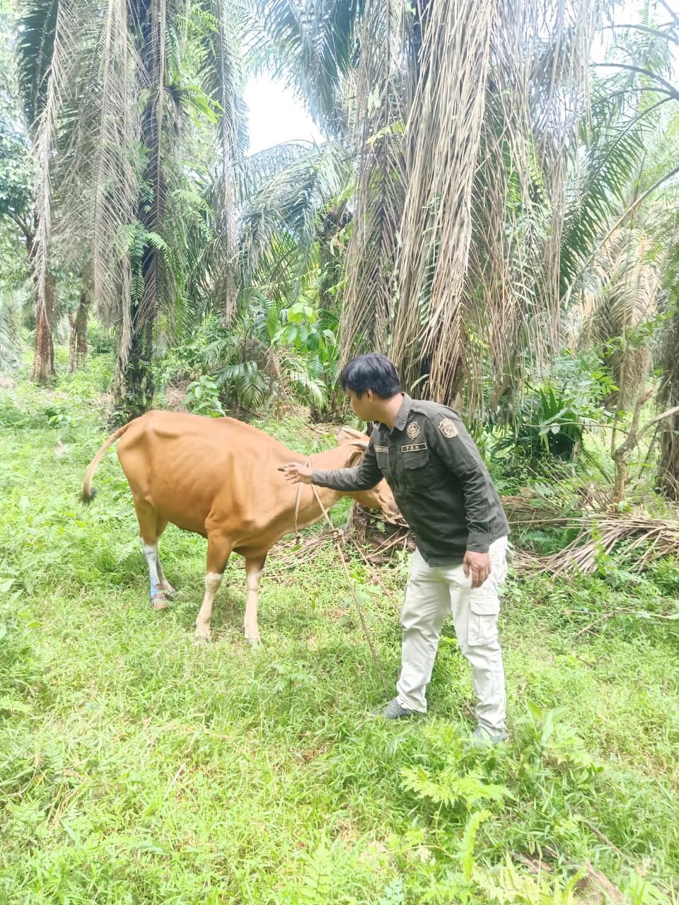 CAPAIAN VAKSINASI PMK TAHAP 1 DI TEBO TEMBUS 1.000 EKOR SAPI